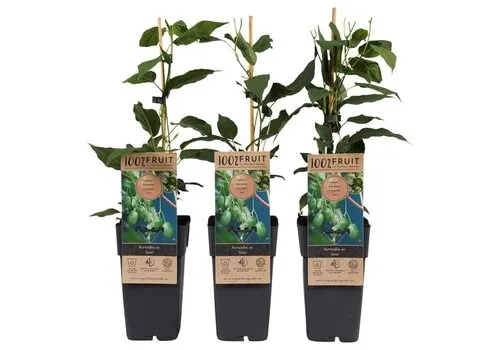 JUNAVERA Actinidia arguta Issai | Kiwibes | 70 cm hoog | 15 cm pot