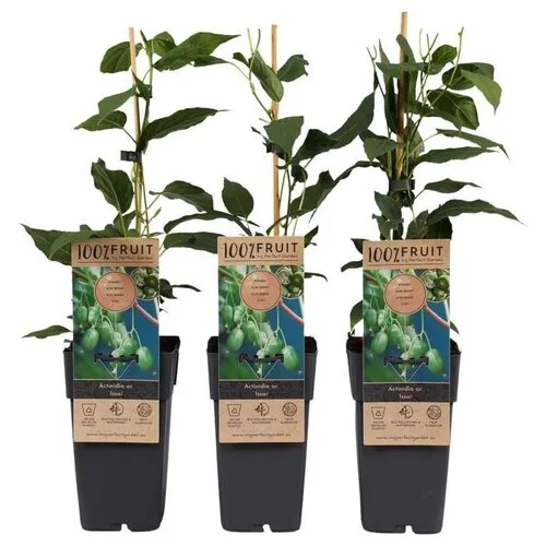 JUNAVERA Actinidia arguta Issai | Kiwibes | 70 cm hoog | 15 cm pot