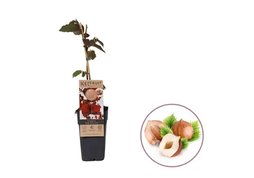 JUNAVERA Corylus avellana 'Rode Zellernoot' | Hazelnoot | 70 cm hoog | 15 cm pot