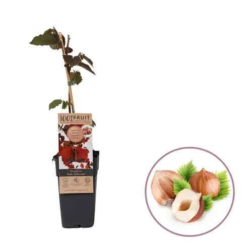 JUNAVERA Corylus avellana 'Rode Zellernoot' | Hazelnoot | 70 cm hoog | 15 cm pot