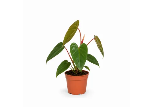 JUNAVERA Philodendron erubescens | 12 cm pot | 50 cm hoog