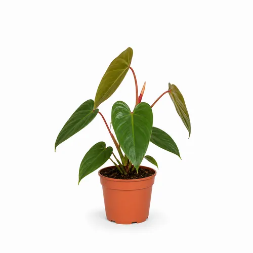JUNAVERA Philodendron erubescens | 12 cm pot | 50 cm hoog