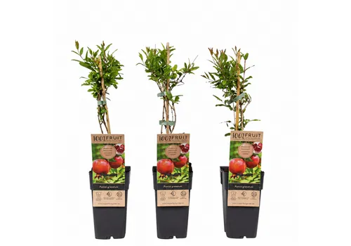 JUNAVERA Punica granatum | granaatappel | 15 cm pot | 50 cm hoog
