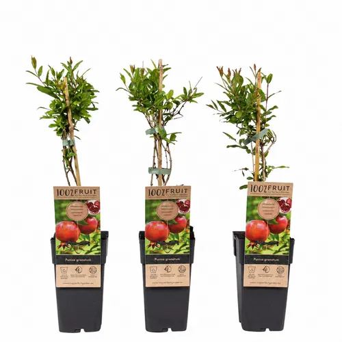 JUNAVERA Punica granatum | granaatappel | 15 cm pot | 50 cm hoog