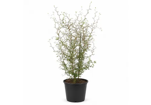 JUNAVERA Sophora prostrata 'Little Baby' | 60 cm hoog | 16 cm pot