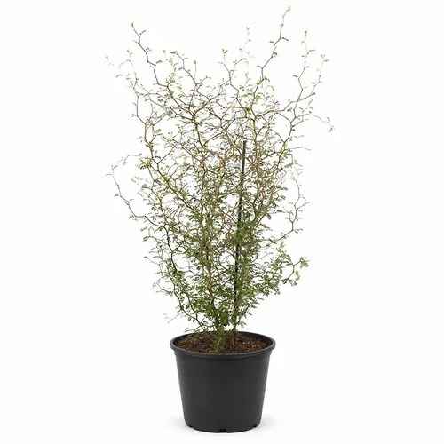 JUNAVERA Sophora prostrata 'Little Baby' | 60 cm hoog | 16 cm pot