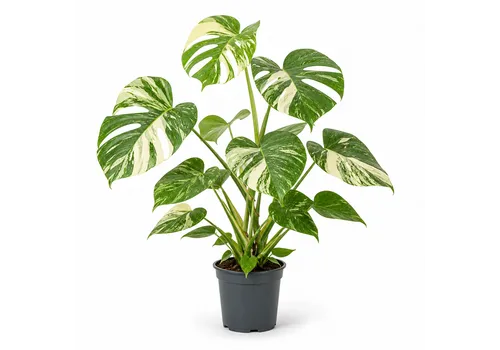 JUNAVERA Monstera deliciosa Thai Constellation | 14 cm pot | 75 cm hoog