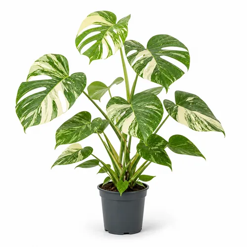 JUNAVERA Monstera deliciosa Thai Constellation | 14 cm pot | 75 cm hoog