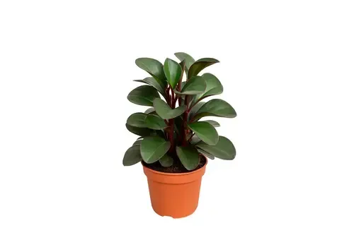 JUNAVERA Peperomia clusiifolia 'Red Margin' | 8,5 cm pot | 12 cm hoog