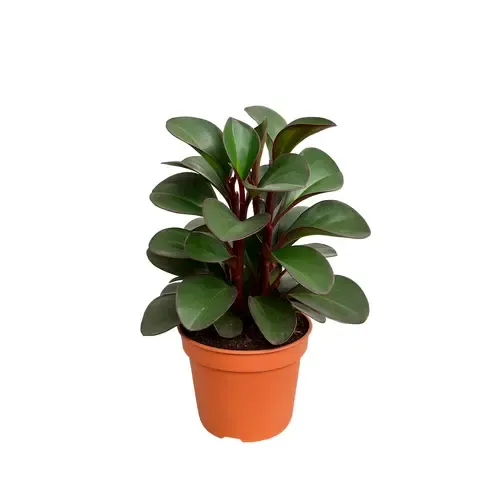 JUNAVERA Peperomia clusiifolia 'Red Margin' | 8,5 cm pot | 12 cm hoog
