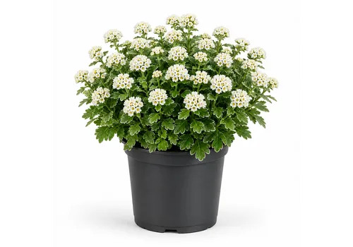 JUNAVERA Ajania pacifica 'Pacific White' | 20 cm hoog | 12 cm pot