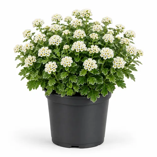 JUNAVERA Ajania pacifica 'Pacific White' | 20 cm hoog | 12 cm pot