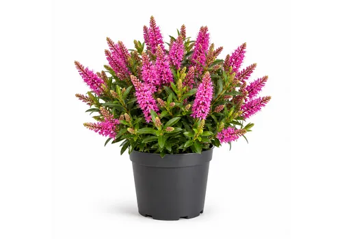 JUNAVERA Hebe Naughties 'Bright Pink' | 12 cm pot | 24 cm hoog