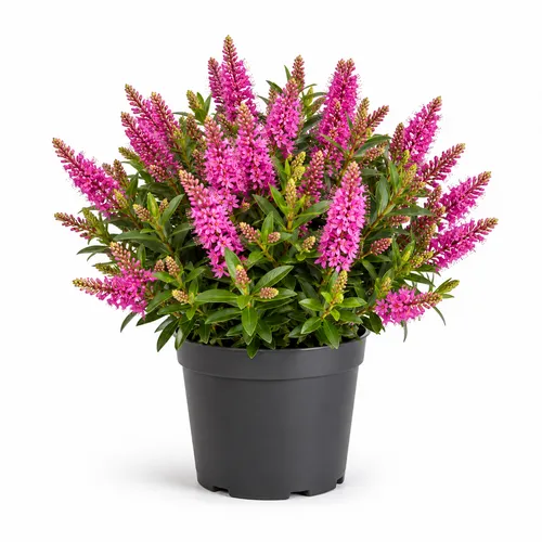 JUNAVERA Hebe Naughties 'Bright Pink' | 12 cm pot | 24 cm hoog