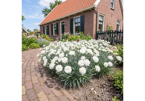 JUNAVERA Dianthus Dinah | 15 cm hoog | 9 cm pot
