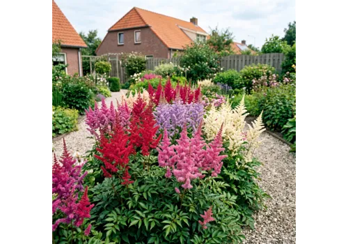 JUNAVERA Astilbe gemengde kleuren | 11 cm pot | seizoensafhankelijke hoogte | Verkoop per stuk
