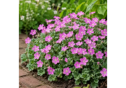 JUNAVERA Reigersbek | Erodium 'Bishop's Form' | pot 13 cm | ±10 cm hoog