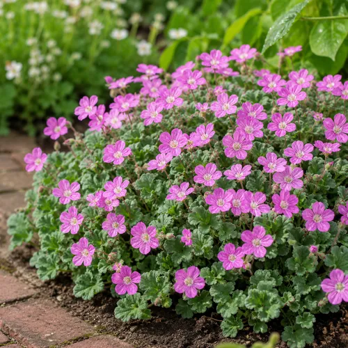 JUNAVERA Reigersbek | Erodium 'Bishop's Form' | pot 13 cm | ±10 cm hoog
