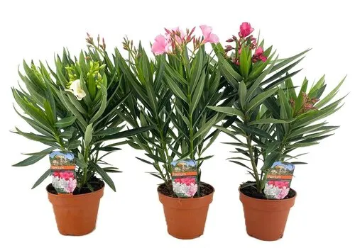 JUNAVERA Nerium Oleander gemengde kleuren | 14 cm pot | 50 cm hoog | per stuk