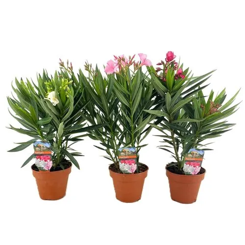 JUNAVERA Nerium Oleander gemengde kleuren | 14 cm pot | 50 cm hoog | per stuk
