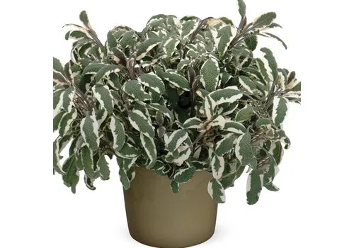 JUNAVERA Salvia officinalis 'Tricolor' | 25 cm hoog | 15 cm pot