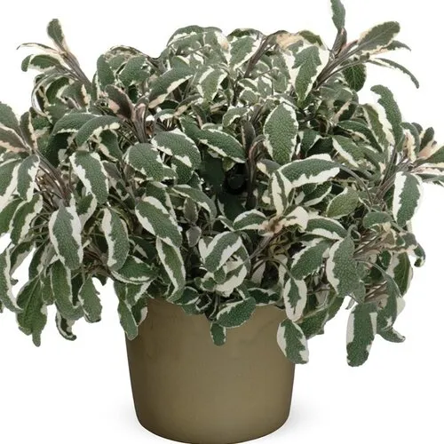 JUNAVERA Salvia officinalis 'Tricolor' | 25 cm hoog | 15 cm pot