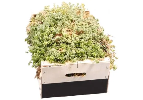 JUNAVERA Levend sphagnum mos | per kist