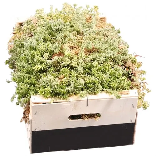 JUNAVERA Levend sphagnum mos | per kist