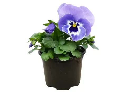 JUNAVERA Viola cornuta ‘Marina’ | Hoornviooltje | 12 cm hoog | 9 cm pot