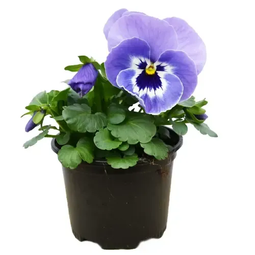 JUNAVERA Viola cornuta ‘Marina’ | Hoornviooltje | 12 cm hoog | 9 cm pot