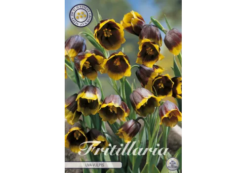 JUNAVERA Fritillaria uva-vulpis | bloembol per stuk