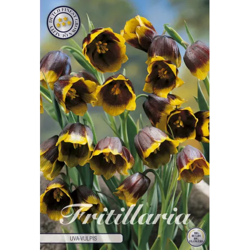 JUNAVERA Fritillaria uva-vulpis | bloembol per stuk