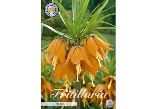 JUNAVERA Fritillaria imperialis Aurora | keizerskroon bol | verkoop per stuk