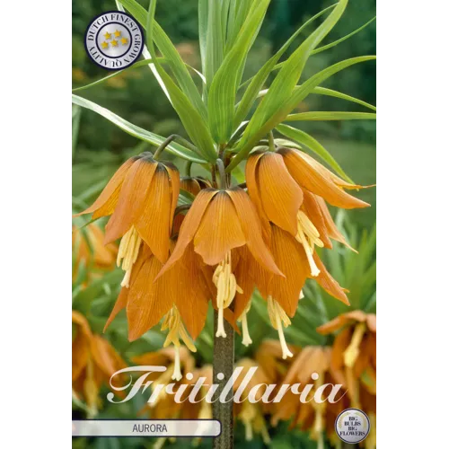 JUNAVERA Fritillaria imperialis Aurora | keizerskroon bol | verkoop per stuk