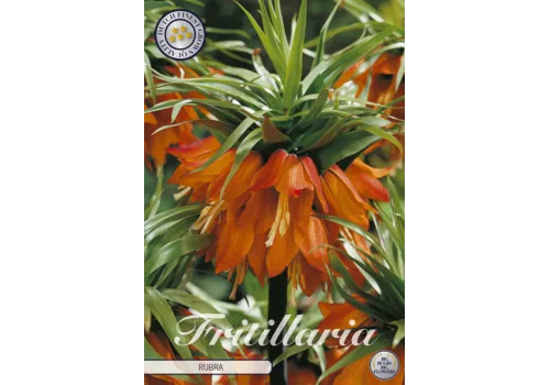JUNAVERA Fritillaria imperialis Rubra | keizerskroon bol | verkoop per stuk