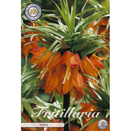 JUNAVERA Fritillaria imperialis Rubra | keizerskroon bol | verkoop per stuk
