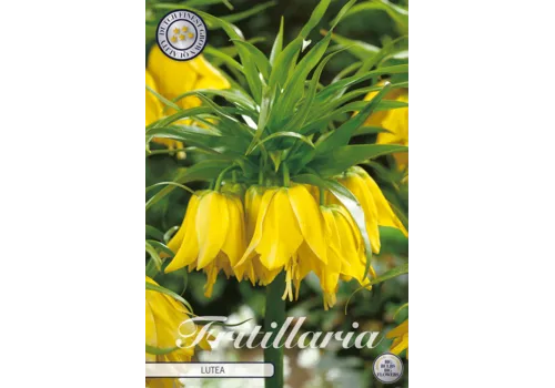JUNAVERA Fritillaria imperialis Lutea | Keizerskroon bloembol | verkoop per stuk