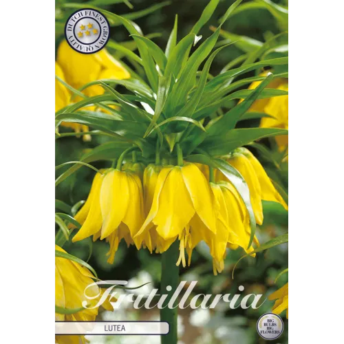 JUNAVERA Fritillaria imperialis Lutea | Keizerskroon bloembol | verkoop per stuk