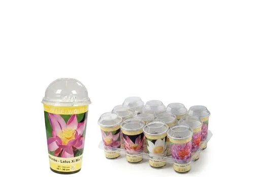 JUNAVERA Nelumbo | Lotus kweekset in beker | Diverse kleuren | 2 zaden