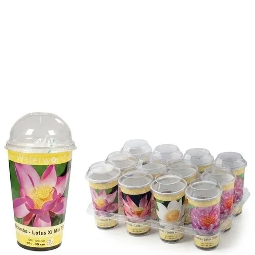 JUNAVERA Nelumbo | Lotus kweekset in beker | Diverse kleuren | 2 zaden
