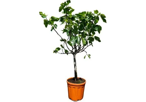 JUNAVERA Ficus carica | Vijgenboom | 150 cm hoog | 28 cm pot