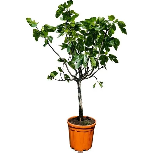 JUNAVERA Ficus carica | Vijgenboom | 150 cm hoog | 28 cm pot