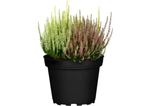 JUNAVERA Calluna vulgaris 'WiBo's Trio' | 20 cm hoog | 9 cm pot