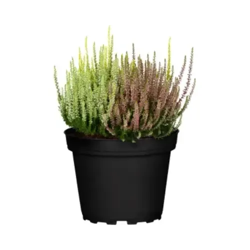 JUNAVERA Calluna vulgaris 'WiBo's Trio' | 20 cm hoog | 9 cm pot