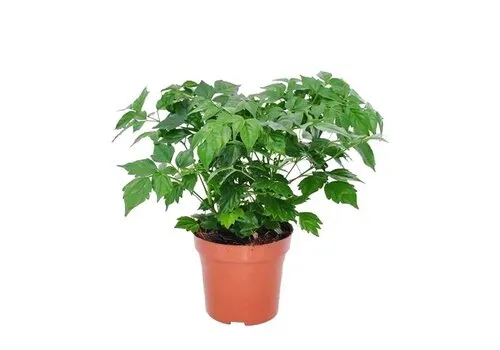 JUNAVERA Radermachera sinica | 7 cm pot | 15 cm hoog