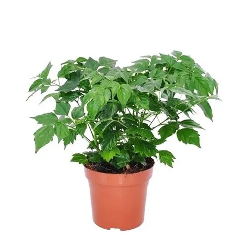 JUNAVERA Radermachera sinica | 7 cm pot | 15 cm hoog