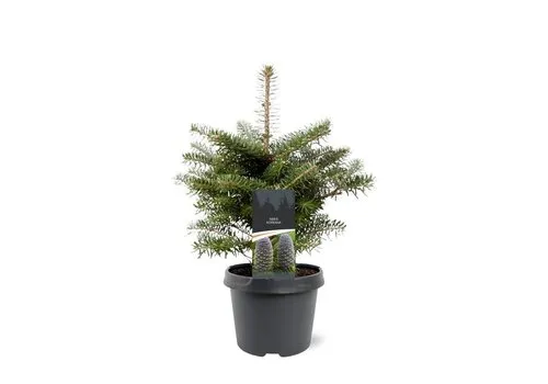 JUNAVERA Abies koreana | Koreaanse zilverspar | 35 cm hoog | 19 cm pot