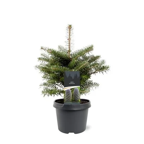 JUNAVERA Abies koreana | Koreaanse zilverspar | 35 cm hoog | 19 cm pot
