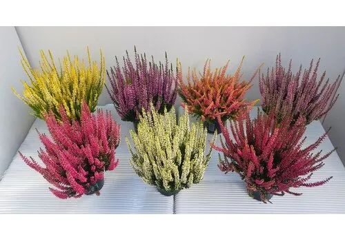 JUNAVERA Calluna vulgaris Beauty Ladies mix | verkoop per stuk | 20 cm hoog | 11 cm pot