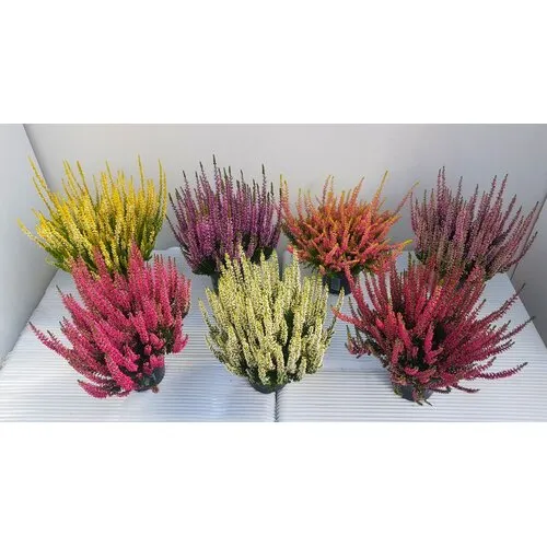 JUNAVERA Calluna vulgaris Beauty Ladies mix | verkoop per stuk | 20 cm hoog | 11 cm pot